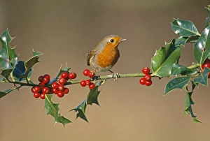 Robin, Erithacus rubecula on holly, UK