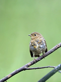 Robin Erithacus rubecula juvenile July Norfolk Robin Erithacus rubecula juvenile July Norfolk