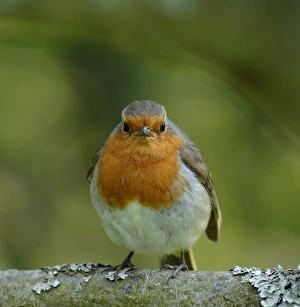 Robin Prints: Robin Erithacus rubecula Kent UK April