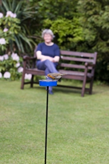 Robin Erithacus rubecula at meal worm feeder in garden Kent