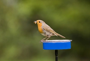 Robin Erithacus rubecula at meal worm feeder in garden Kent