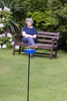 Robin Erithacus rubecula at meal worm feeder in garden Kent