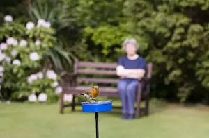 Urban Prints: Robin Erithacus rubecula at meal worm feeder in garden Kent