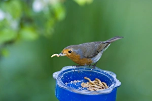 Robin Erithacus rubecula at mealworm feeder in garden UK