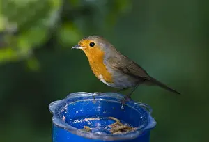 Robin Erithacus rubecula at mealworm feeder in garden UK