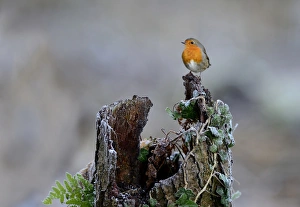 Robin Erithacus rubecula Norfolk November