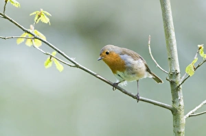 Robin Erithacus rubecula Norfolk spring