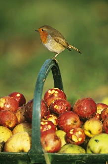 Robin Erithacus rubecula perched on handle of basket full of windfall apples in garden Robin Erithacus rubecula perched on handle of basket full of windfall apples in garden
