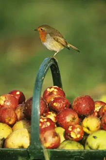 Urban Prints: Robin Erithacus rubecula perched on handle of basket full of windfall apples in garden