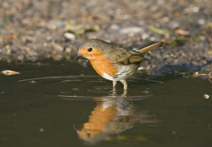 Robin Erithacus rubecula at puddle to drink Norfolk April