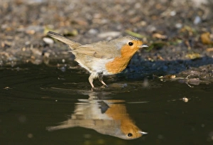 Robin Erithacus rubecula at puddle to drink Norfolk April