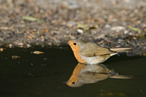 Robin drinking