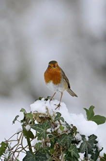 Robin Erithacus rubecula puffed up in cold Norfolk winter