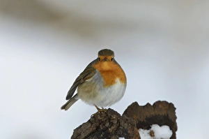 Robin Erithacus rubecula winter UK