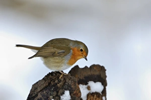 Robin Erithacus rubecula puffed up in cold Norfolk winter