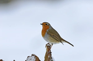Robin Erithacus rubecula winter UK
