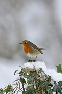 Robin Erithacus rubecula winter UK