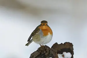 Robin Prints: Robin Erithacus rubecula puffed up in cold Norfolk winter