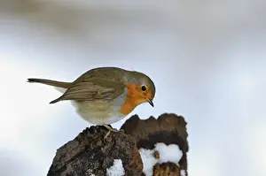 Robin Erithacus rubecula puffed up in cold Norfolk winter