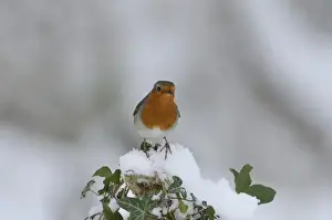 Robin Erithacus rubecula puffed up in cold Norfolk winter
