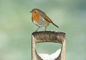 Robin Erithacus rubecula on snow covered spade handle in garden Kent UK winter