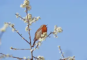 Robin, Erithacus rubecula, in song in blooming Blackthorn bush, UK