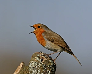 Robin Erithacus rubecula in song Kent spring