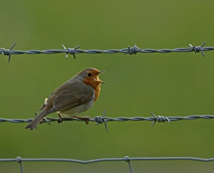 Sing Prints: Robin Erithacus rubecula, in song Kent, UK, April