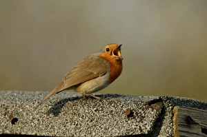 Robin Erithacus rubecula in song on roof of garden shed Kent UK April