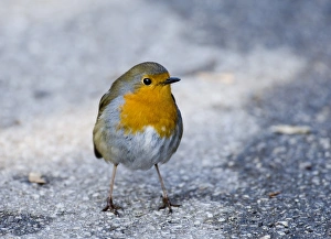 Robin Prints: Robin Erithacus rubecula winter UK