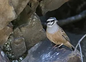 Rock Bunting Emberiza cia male Great Caucasus Georgia April