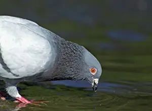 Bird Prints: Rock Dove Columba livia drinking at pool Sutherland Scotland