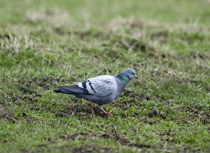 Images Dated 10th April 2009: Rock Dove Columba livia Fetlar Shetland