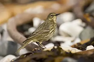 Prints of Rock Pipit Anthus petrosus on beach Co Antrim Northern Ireland winter Images Dated 2006 February: Rock Pipit Anthus petrosus on beach Co Antrim Northern Ireland winter