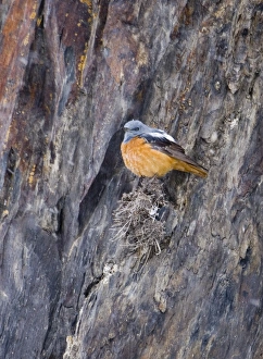 Rock Thrush Monticola saxatilis male Great Caucasus Georgia april