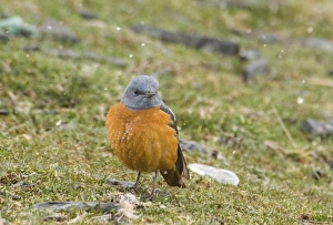 Rock Thrush Monticola saxatilis male Great Caucasus Georgia april