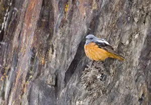 Mountain Prints: Rock Thrush Monticola saxatilis male Great Caucasus Georgia april