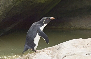Rockhopper Penguin Eudyptes chrysocome leaping from sea Falklands Rockhopper Penguin Eudyptes chrysocome leaping from sea Falklands