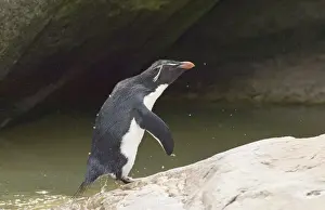 Falklands Prints: Rockhopper Penguin Eudyptes chrysocome leaping from sea Falklands