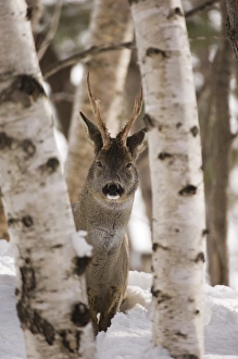 Roe Deer buck Capreolus capreolus Scottish Highlands winter Roe Deer buck Capreolus capreolus Scottish Highlands winter