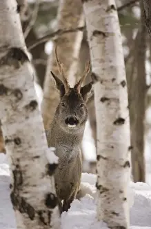 Deer Prints: Roe Deer buck Capreolus capreolus Scottish Highlands winter