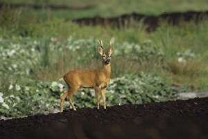 Deer Prints: Roe Deer buck Capreolus capreolus Somerset summer