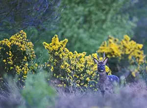 Deer Prints: Roe Deer Capreolus capreolus buck on heath at dusk Norfolk April
