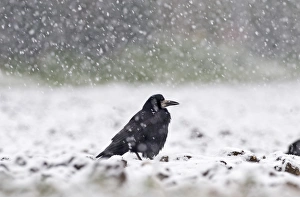 Snowing Prints: Rook Corvus frugilegus in blizzard Norfolk winter