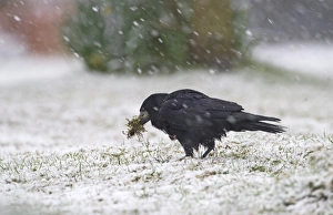 Rook Corvus frugilegus collecting nest material in blizzard Norfolk winter Rook Corvus frugilegus collecting nest material in blizzard Norfolk winter
