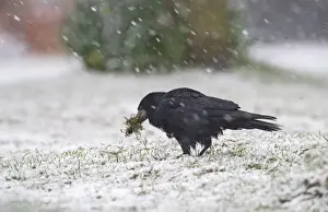 Snowing Prints: Rook Corvus frugilegus collecting nest material in blizzard Norfolk winter