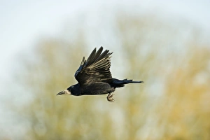 Crow Prints: Rook Corvus frugilegus Norfolk spring