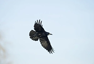 Rook Corvus frugilegus Norfolk spring