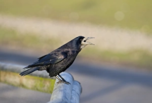 Rook Corvus frugilegus Norfolk spring