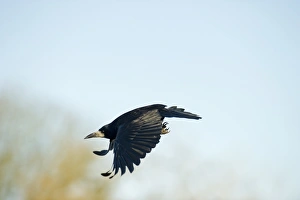 Rook Corvus frugilegus Norfolk spring